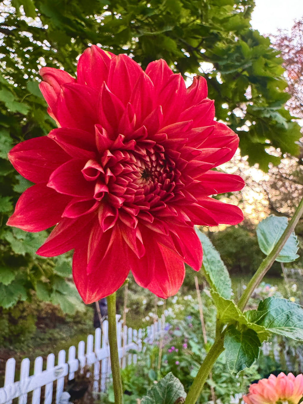 Babylon Red
