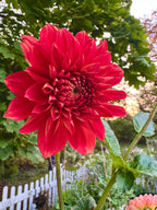 Babylon Red