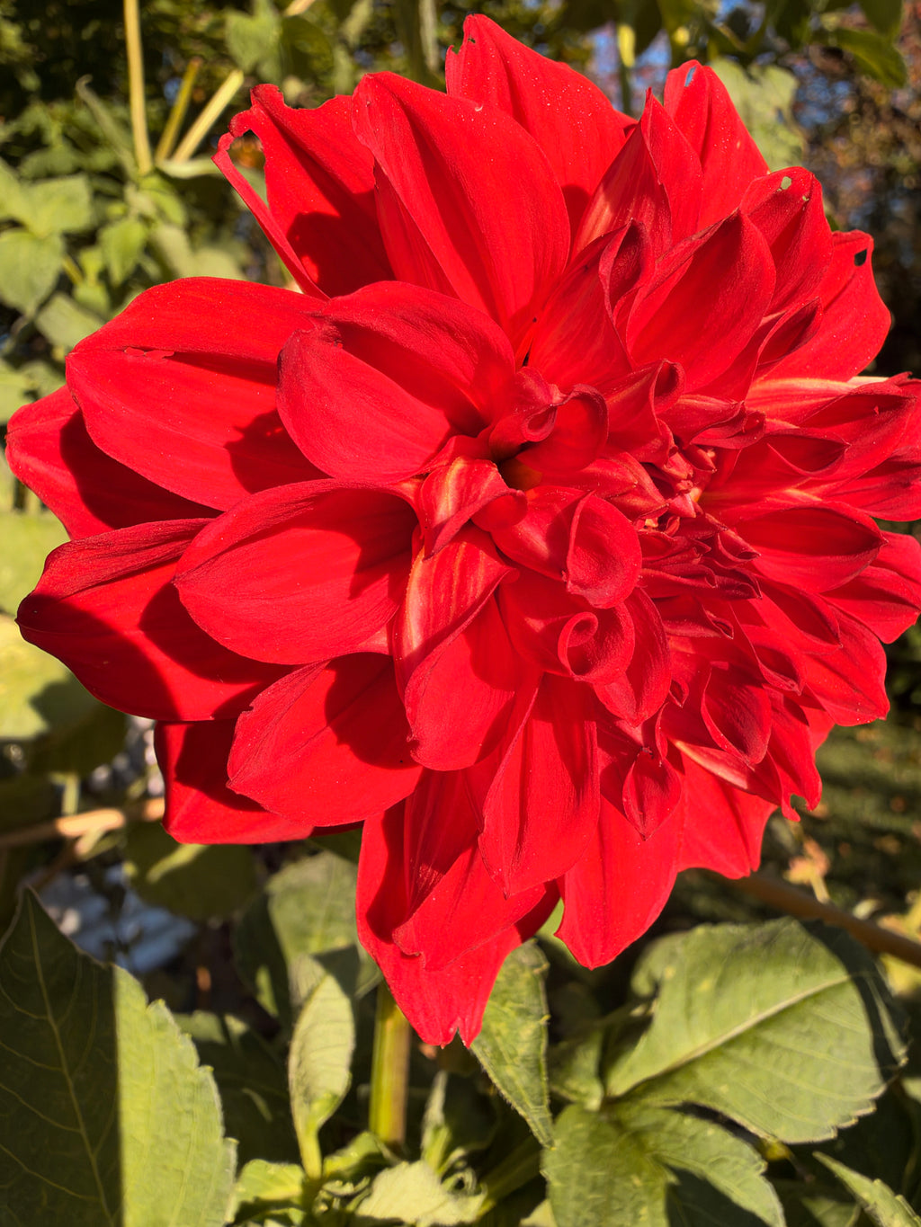 Babylon Red