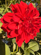 Babylon Red