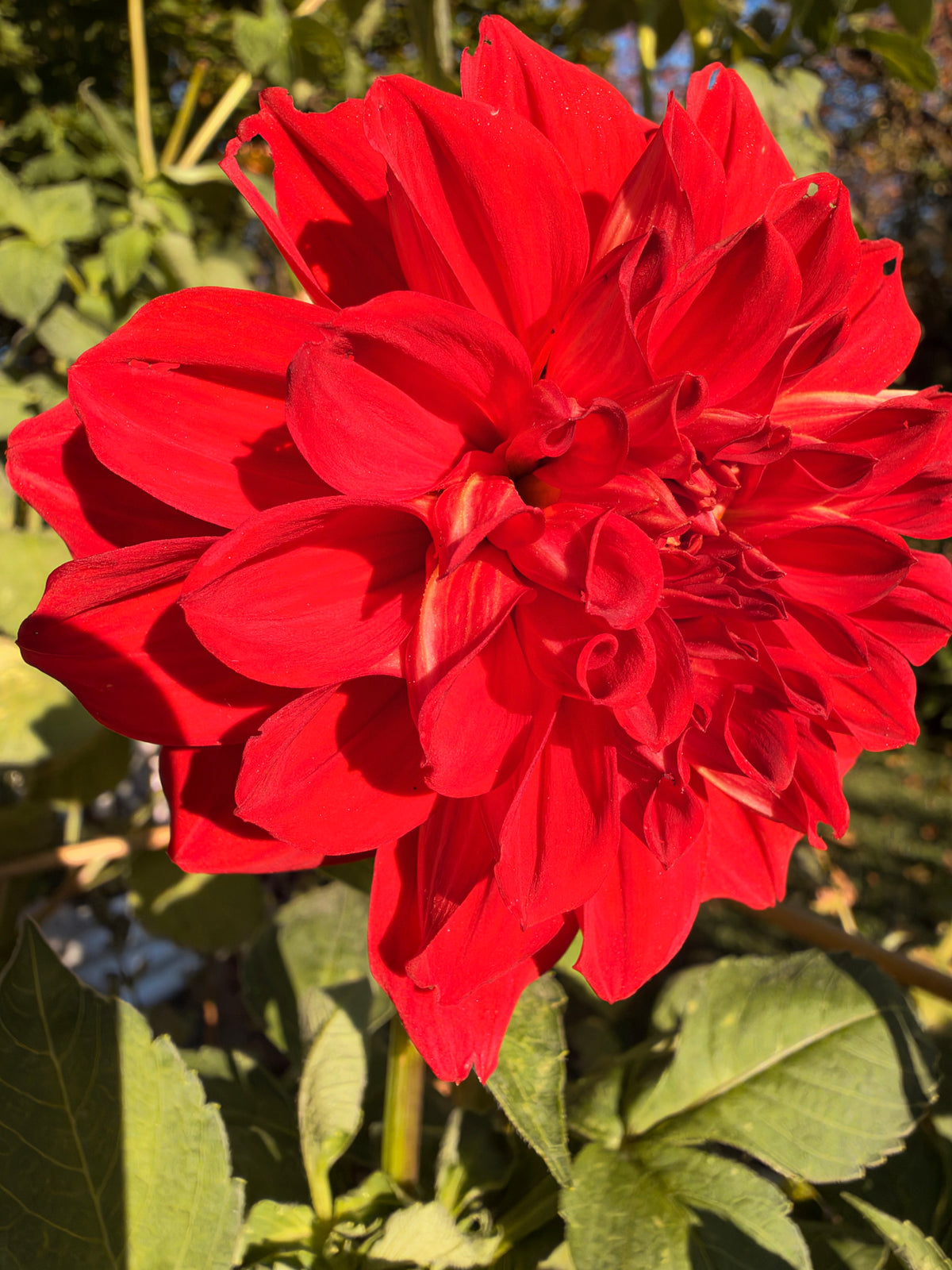 Babylon Red
