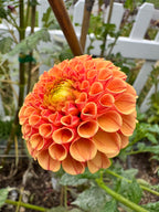 Amber Queen