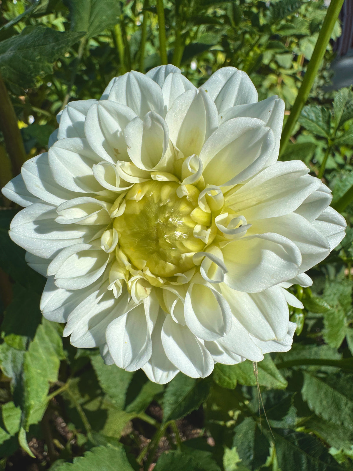 White Fawn
