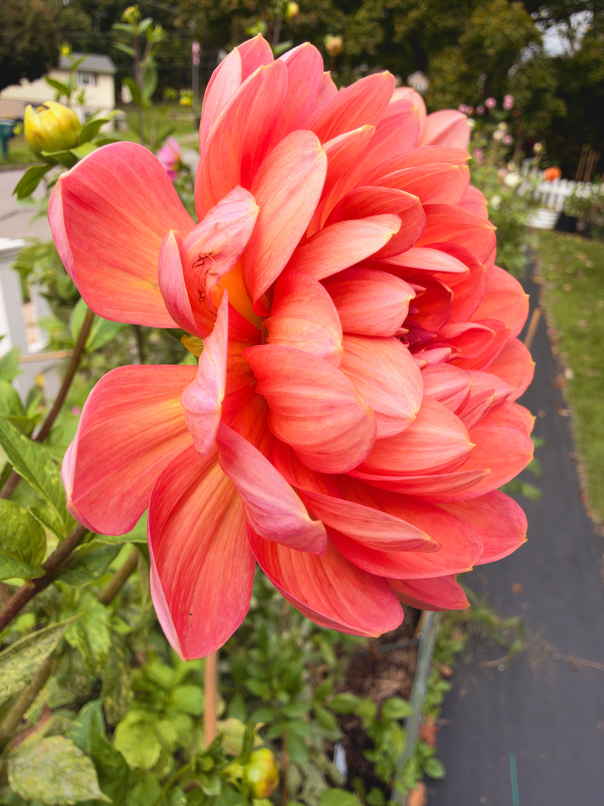 Hollyhill Daydream