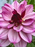 Creme de Cassis