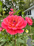 Hollyhill Daydream