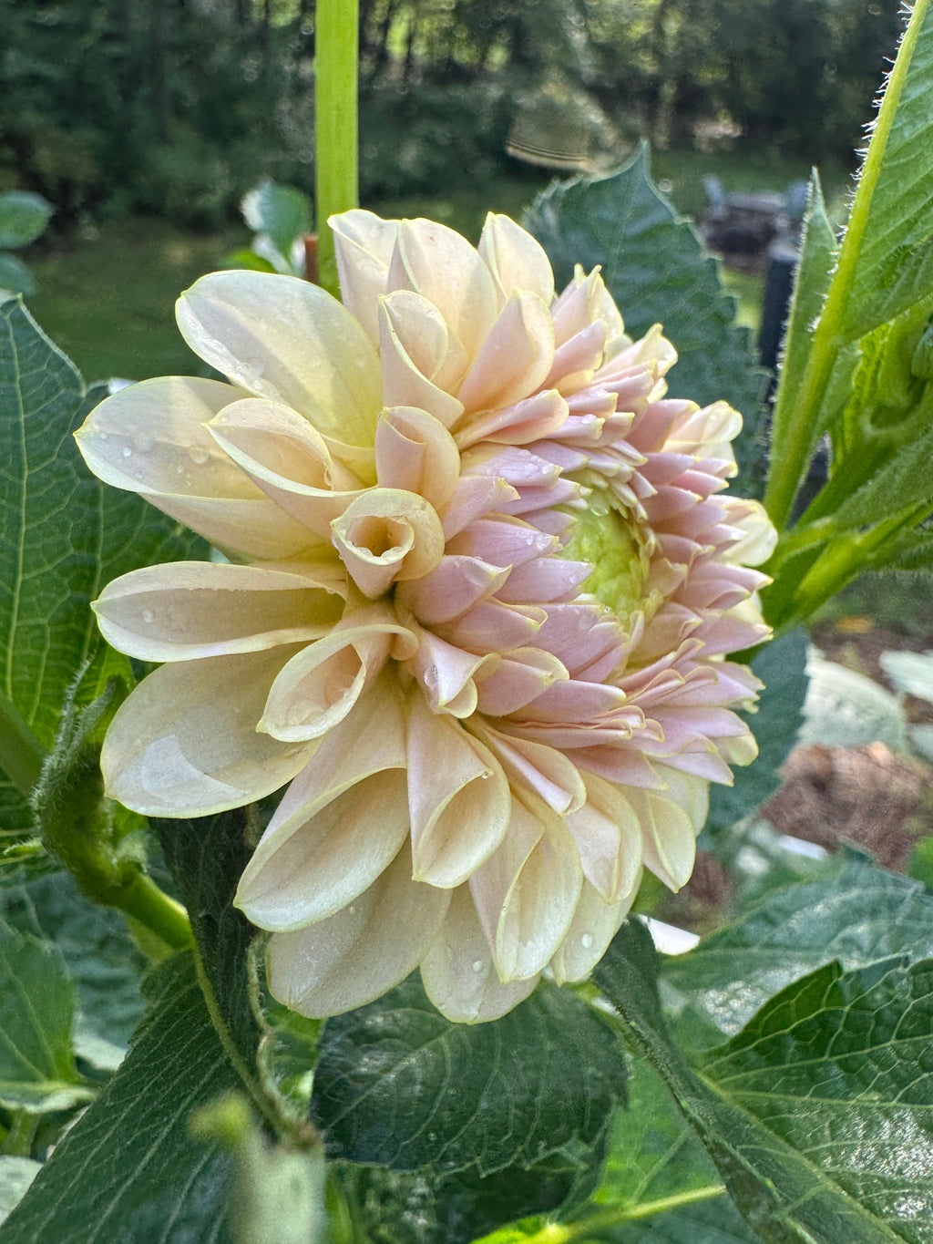 KA’s® Cinder Rose