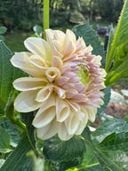KA’s® Cinder Rose