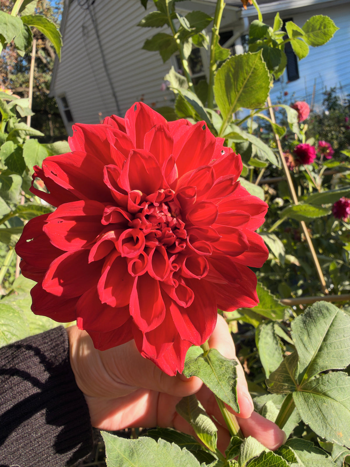Babylon Red