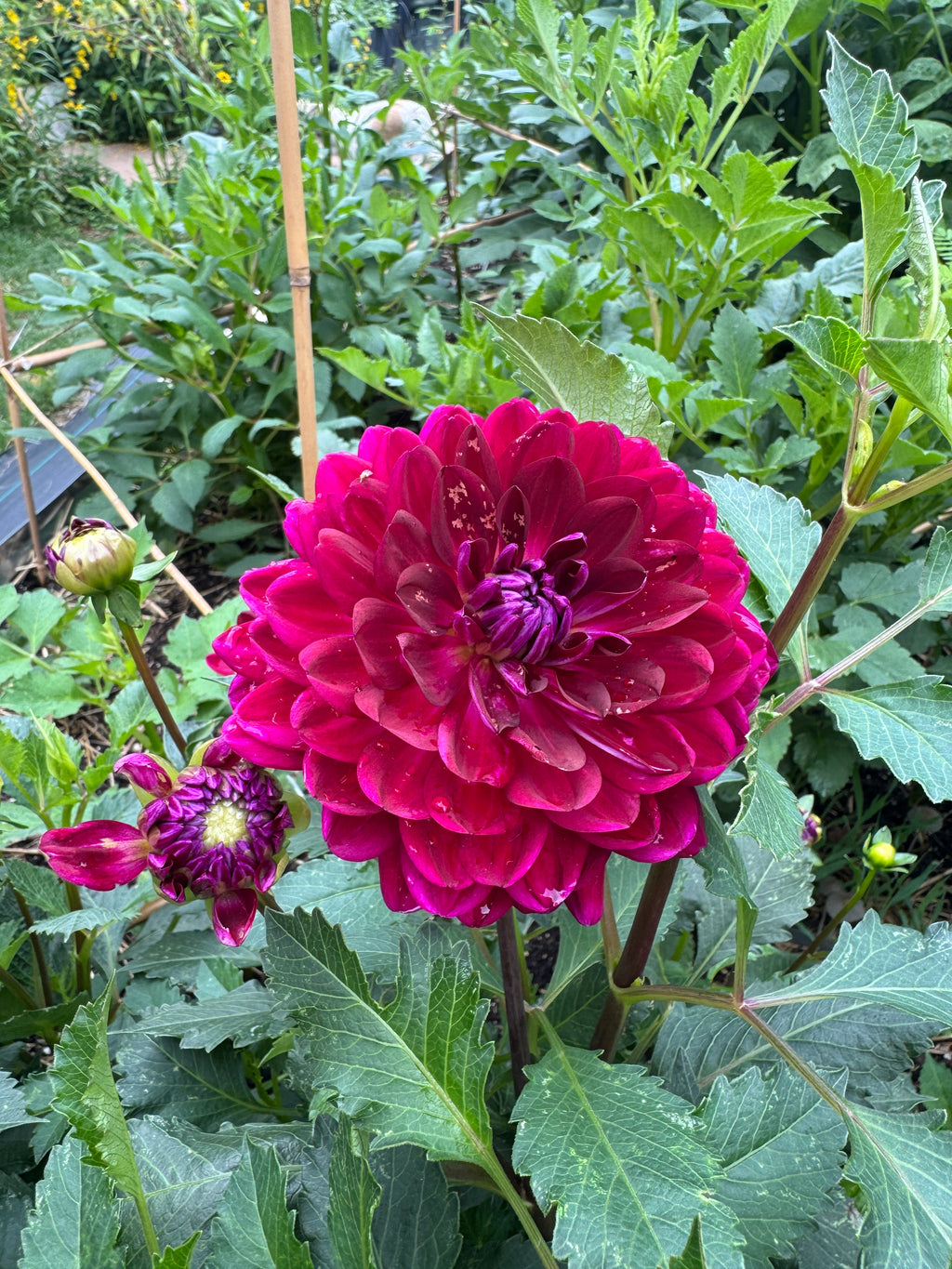 Sandia Bertha