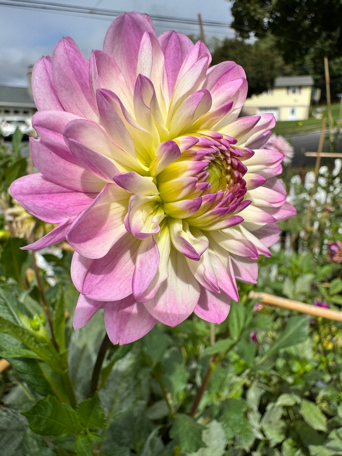 Sandia Melody