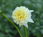 Shiroi-Hoshi