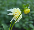 Shiroi-Hoshi