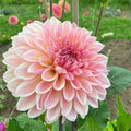 Beauty Queen dahlia