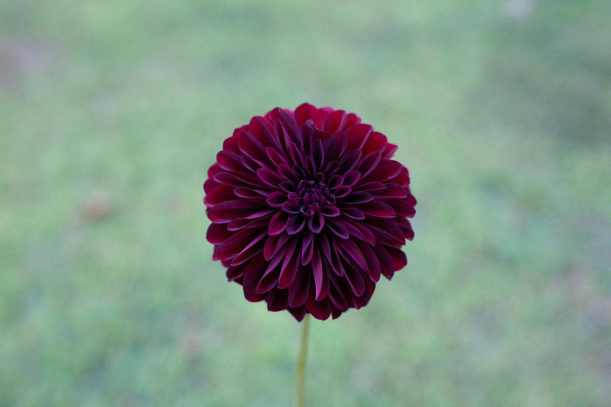 Black Satin dahlia