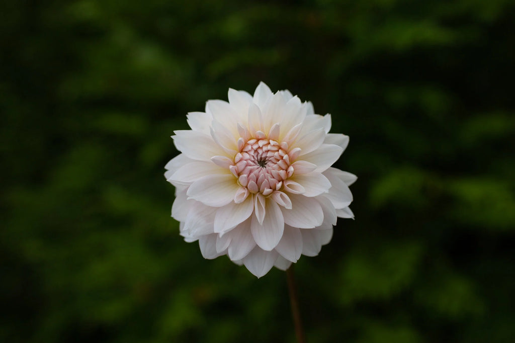 Budapest Blush dahlia, image 2