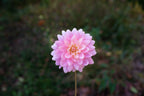 Gerrie Hoek dahlia