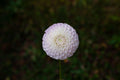 Hollyhill Miss White dahlia