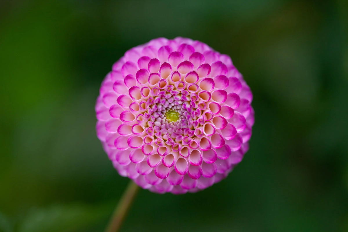 Irish Miss dahlia