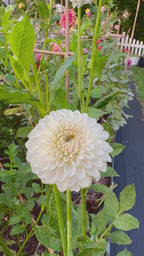 Ferncliff Pearl