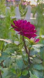 Sandia Bertha