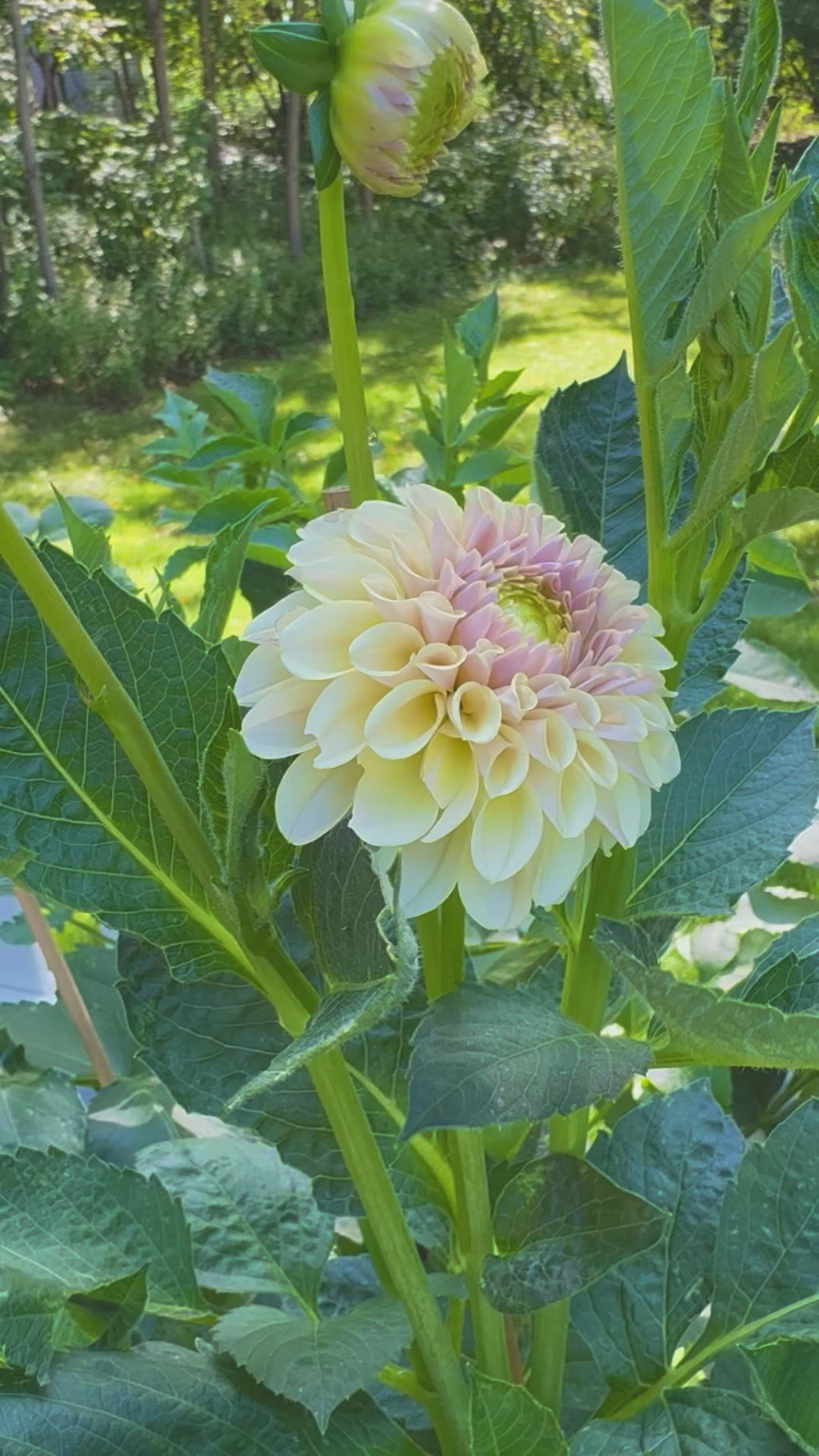 KA’s® Cinder Rose
