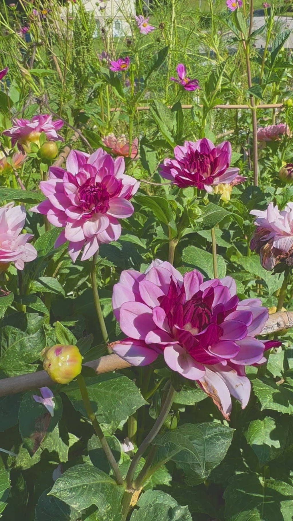 Creme de Cassis