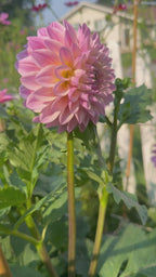 Coralie
