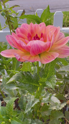Oregon Sunset