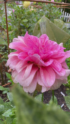 Southern Belle