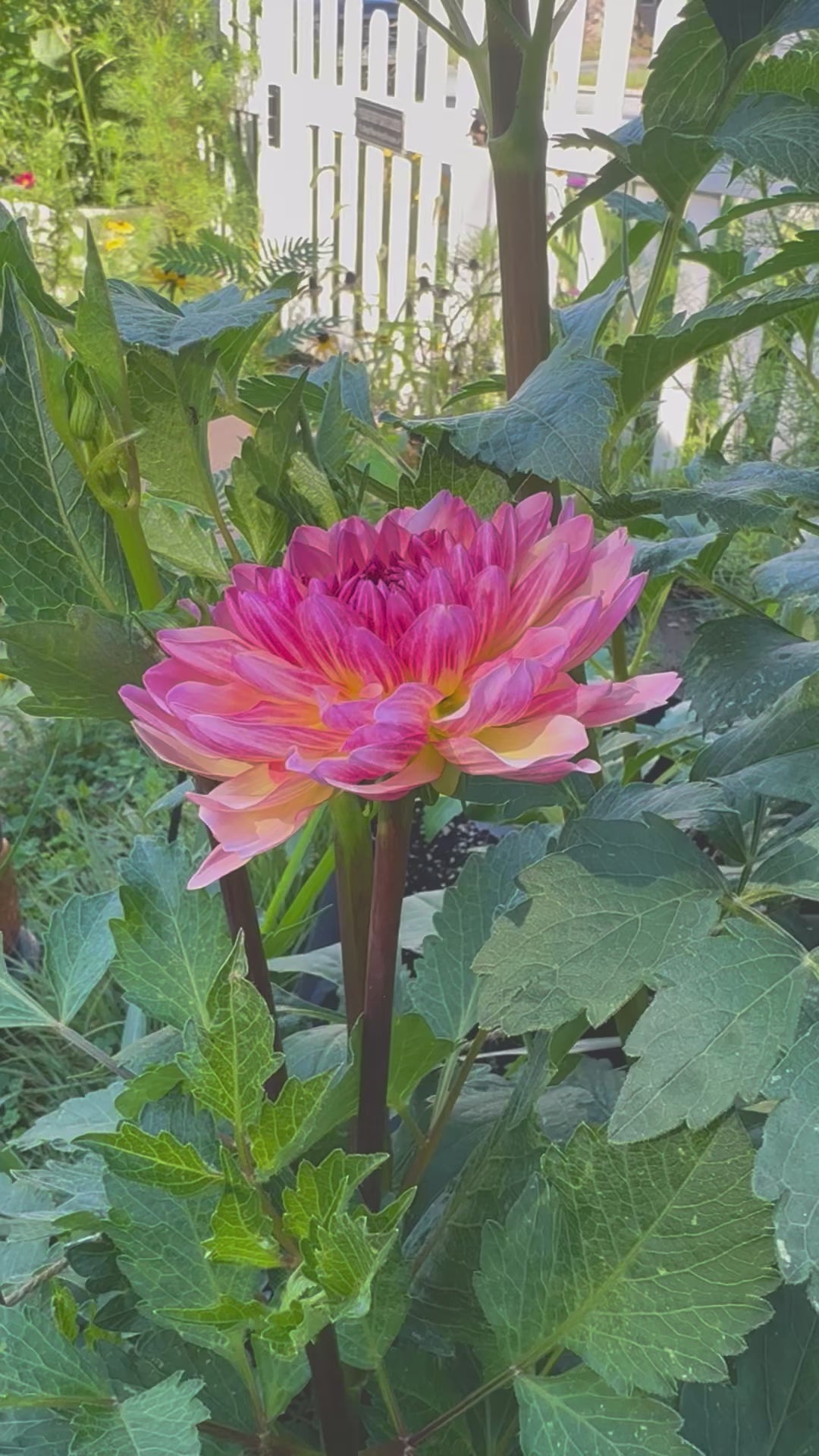 Sandia Bliss