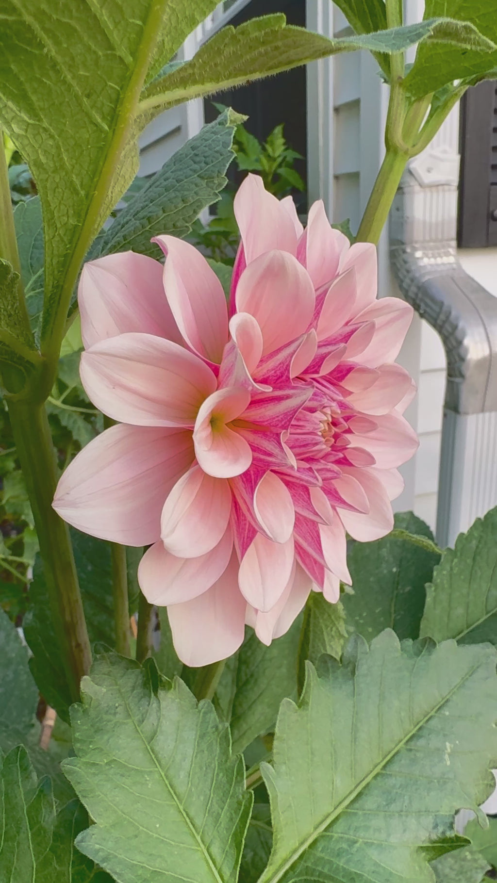Florelie Antique