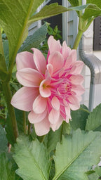 Florelie Antique