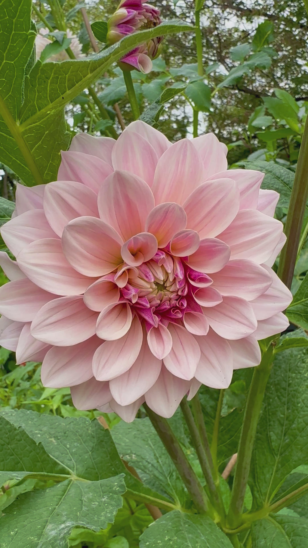 Florelie Antique
