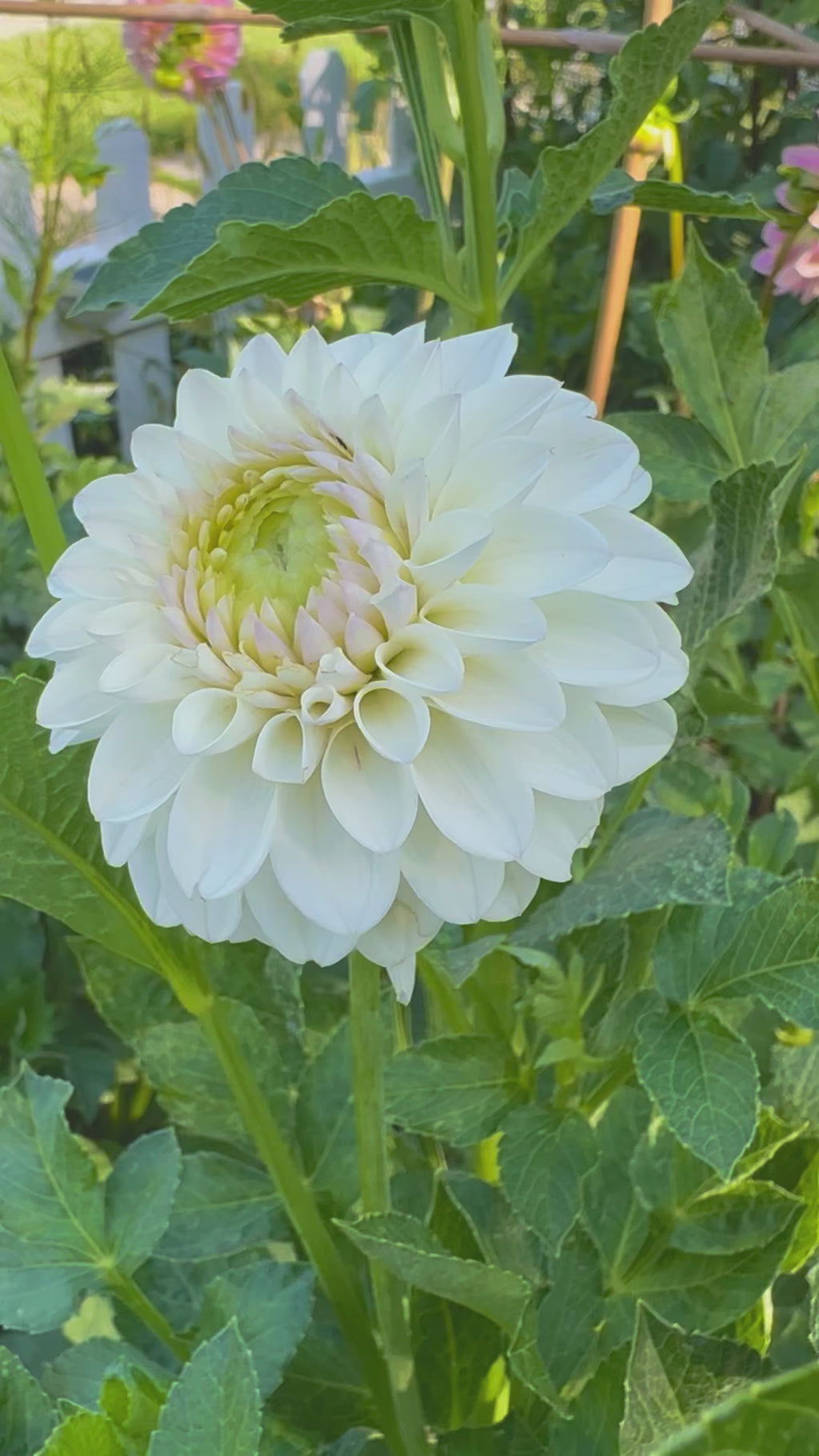 Ferncliff Pearl