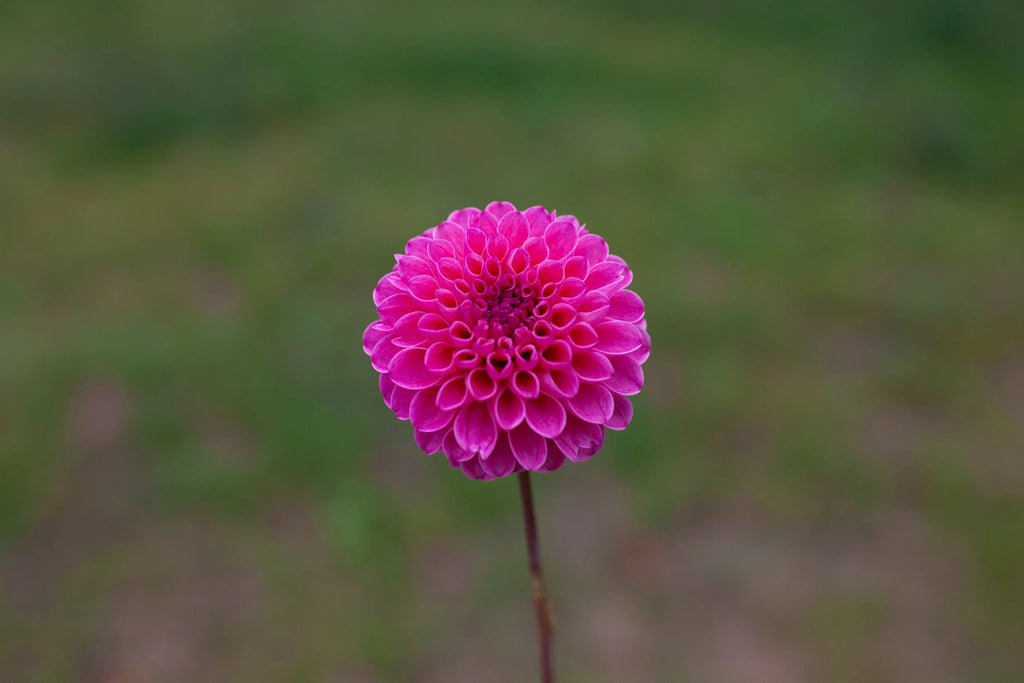 Rebecca Lynn dahlia, image 2