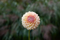 Rm Summer Haze dahlia