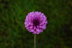 Versa dahlia, image 2