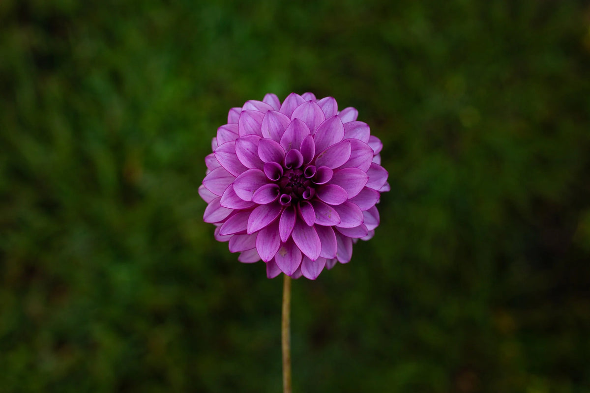 Versa dahlia, image 2