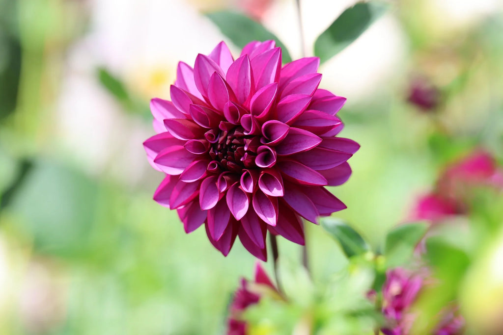 Versa dahlia