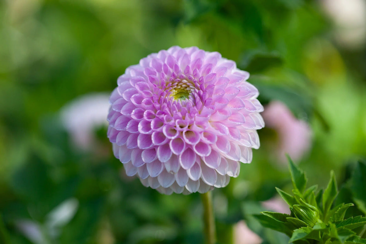Westerton Ella Grace dahlia, image 2